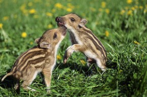 Wildschwein